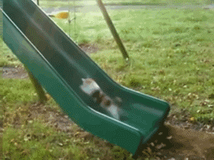 猫咪 滑梯 跑动 草地