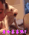 萌到心头的萌物 萌宠爱搞笑