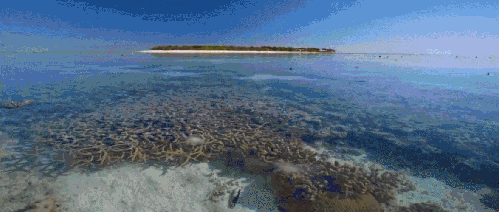 BBC:鲨鱼 海洋 珊瑚礁 科普 退潮 风景