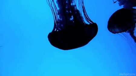 漂亮  大海 水母 蠕动