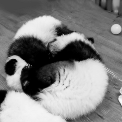熊猫 玩耍 可爱 亲密
