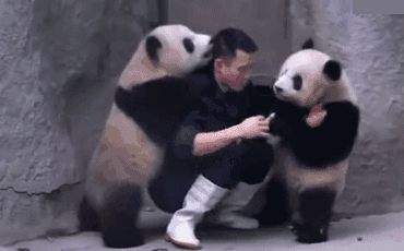大熊猫 国宝 打针