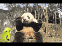 熊猫 boomhttpwwwgigglegetcompostsmyreactionwhenlife