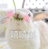 萌宠 兔子 嘻嘻嘻 害羞 呆萌 可爱