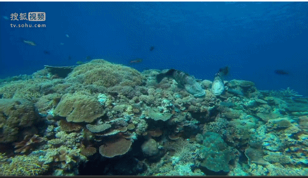 深海奇探 海底 鱼群 礁