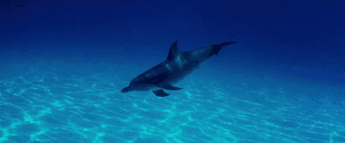 优美 海洋 海豚 游动 电影 超体