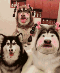 狗狗 趴着 脸红 伸舌头