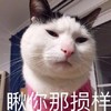萌宠 猫星人 瞧你那损样 嫌弃 呆萌 可爱