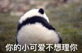 熊猫 可爱 萌萌哒 搞笑 斗图 你的小可爱不想理你