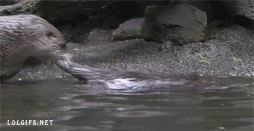 水獭 拖 蠢萌 otter