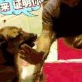 汪星人 可爱 搞笑 萌宠