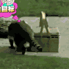 二哈 狗狗 汪星人 萌宠 可爱