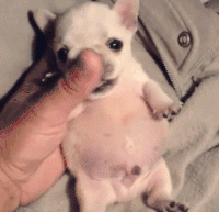 汪星人 可爱 萌 萌化了 狗宝宝 萌宠 睡觉