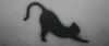 猫咪 黑猫 翻动 创意
