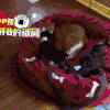 猫 喵星人 搞笑 萌宠 可爱