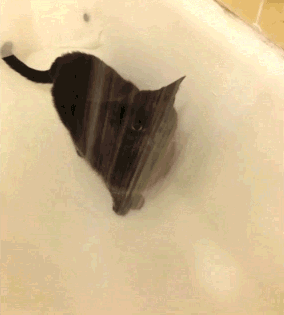 猫咪 洗澡 黑色 可爱
