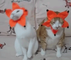 猫咪 花朵 摇摆 沙发