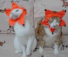 猫咪 花朵 摇摆 沙发