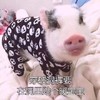 萌宠 小猪 穿破洞裤在洞里贴个暖宝宝 养生 呆萌 搞怪