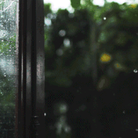 风景 花草 树木 下雨