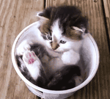 小猫 可爱 杯子 漂亮