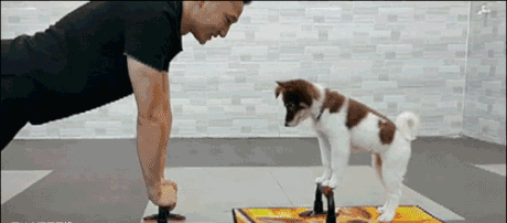 运动 男教练 狗狗 锻炼 可爱