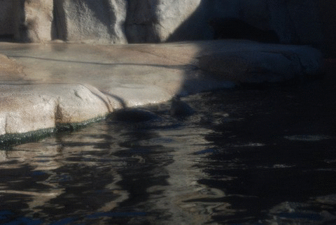 水獭 翻 蠢萌 otter