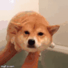 柴犬 呆萌 划水 短腿 表情包
