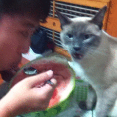 喵星人 暹罗猫 可爱 吃西瓜 猫 动物