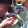 喵星人 暹罗猫 可爱 吃西瓜 猫 动物