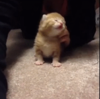 小猫 手指 黄色 摇晃