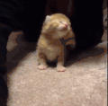 小猫 手指 黄色 摇晃