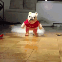 萌宠 走秀 狗