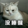 萌宠 猫星人 没睡醒 困了 呆萌 可爱