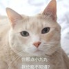 萌宠 猫星人 你那点小九九 我还能不知道 搞怪 呆萌