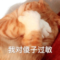 萌宠 猫 猫咪 喵星人 傻子 过敏 拒绝