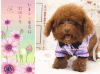 贵宾犬 明信片 感言 poodle