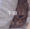 萌宠 猫星人 干嘛 生气 呆萌 可爱