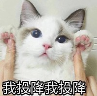 萌宠 猫星人 我投降 对不起 呆萌 可爱