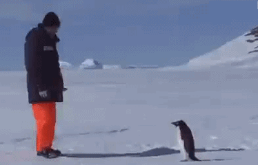 企鹅 雪地 摔倒 黑色