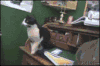 猫咪 我跳 意外 搞笑