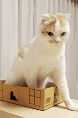 喵星人 折耳猫 可爱 猫霸 萌宠 害怕