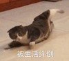萌宠 喵星人 被生活绊倒 倒霉 呆萌 搞怪