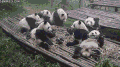 熊猫 慵懒 集体吃吃吃 萌化了 天然呆 动物 panda