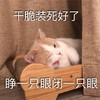 萌宠 猫星人 干脆装死算了 睁一只眼闭一只眼 呆萌 可爱