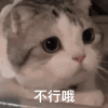 萌宠 猫星人 不行哦 搞怪 逗