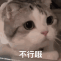 萌宠 猫星人 不行哦 搞怪 逗