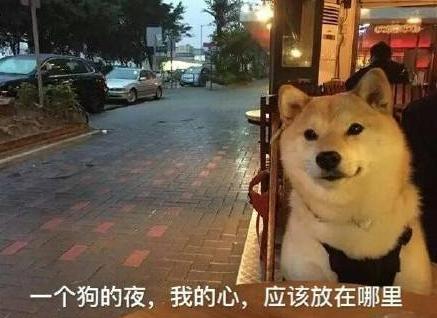 汪星人 单身狗 搞笑 文字表情包 光棍节