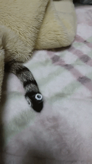 猫咪 毯子 趴着 猫爪子 摇尾巴