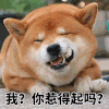 小狗狗 惹得起吗 搞笑 可爱 淘气